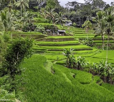 Bali